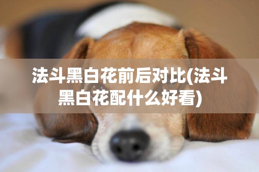 法斗黑白花前后對比(法斗黑白花配什么好看)