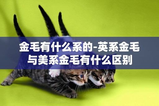 金毛有什么系的-英系金毛與美系金毛有什么區別