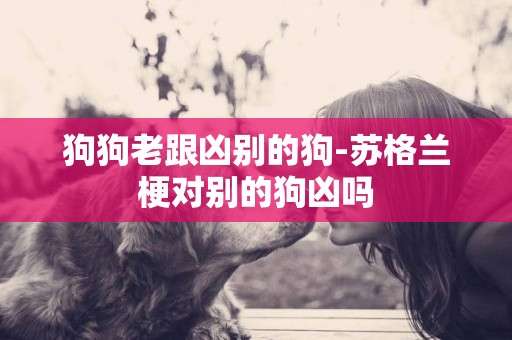 狗狗老跟兇別的狗-蘇格蘭梗對別的狗兇嗎