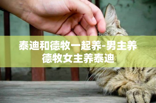 泰迪和德牧一起養-男主養德牧女主養泰迪