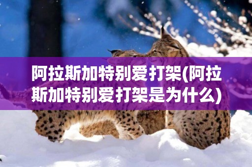 阿拉斯加特別愛打架(阿拉斯加特別愛打架是為什么)