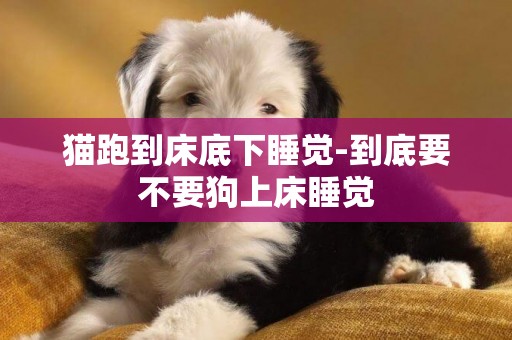 貓跑到床底下睡覺-到底要不要狗上床睡覺