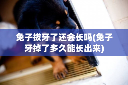 兔子拔牙了還會長嗎(兔子牙掉了多久能長出來)