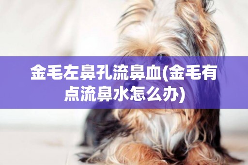 金毛左鼻孔流鼻血(金毛有點流鼻水怎么辦)