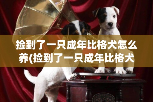 撿到了一只成年比格犬怎么養(撿到了一只成年比格犬怎么養活)
