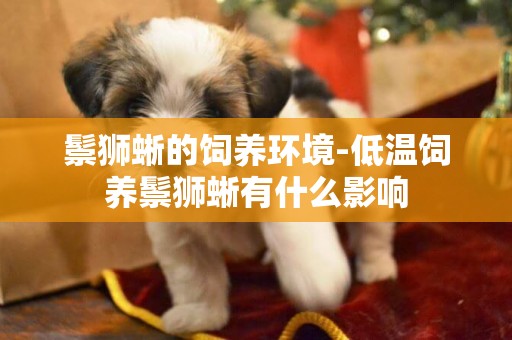 鬃獅蜥的飼養環境-低溫飼養鬃獅蜥有什么影響