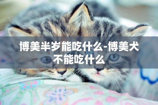 博美半歲能吃什么-博美犬不能吃什么