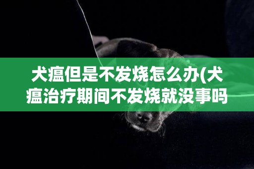 犬瘟但是不發燒怎么辦(犬瘟治療期間不發燒就沒事嗎)