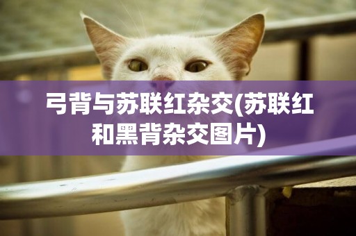 弓背與蘇聯紅雜交(蘇聯紅和黑背雜交圖片)