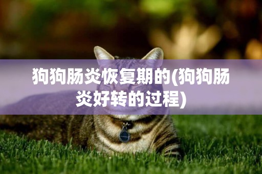 狗狗腸炎恢復期的(狗狗腸炎好轉的過程)