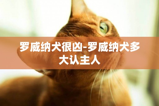 羅威納犬很兇-羅威納犬多大認主人
