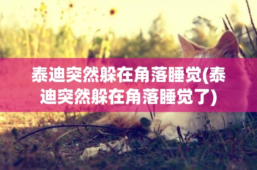泰迪突然躲在角落睡覺(泰迪突然躲在角落睡覺了)