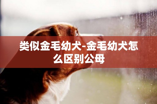 類似金毛幼犬-金毛幼犬怎么區別公母