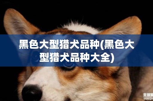黑色大型獵犬品種(黑色大型獵犬品種大全)