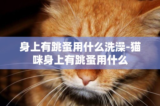 身上有跳蚤用什么洗澡-貓咪身上有跳蚤用什么