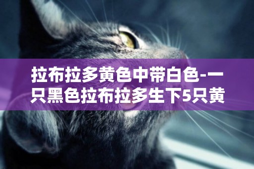 拉布拉多黃色中帶白色-一只黑色拉布拉多生下5只黃色小拉布拉多
