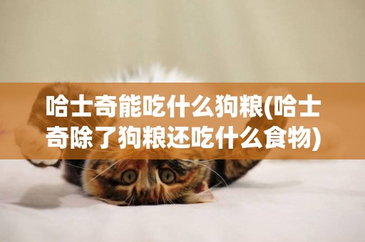 哈士奇能吃什么狗糧(哈士奇除了狗糧還吃什么食物)