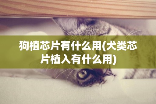 狗植芯片有什么用(犬類芯片植入有什么用)