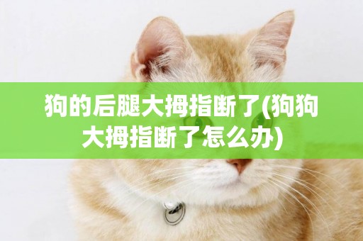 狗的后腿大拇指斷了(狗狗大拇指斷了怎么辦)
