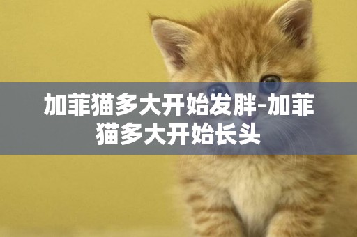 加菲貓多大開始發胖-加菲貓多大開始長頭