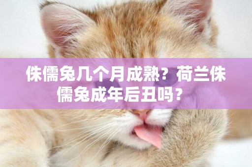侏儒兔幾個月成熟？荷蘭侏儒兔成年后丑嗎？ 