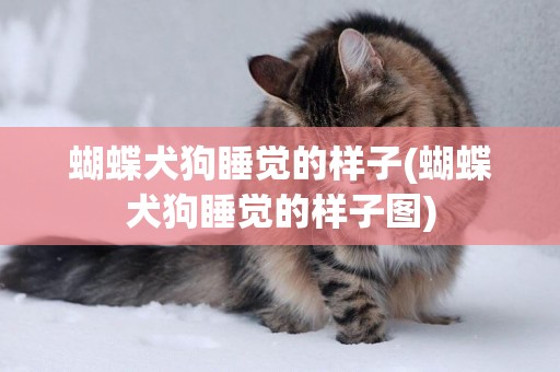 蝴蝶犬狗睡覺的樣子(蝴蝶犬狗睡覺的樣子圖)