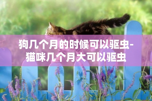 狗幾個月的時候可以驅蟲-貓咪幾個月大可以驅蟲