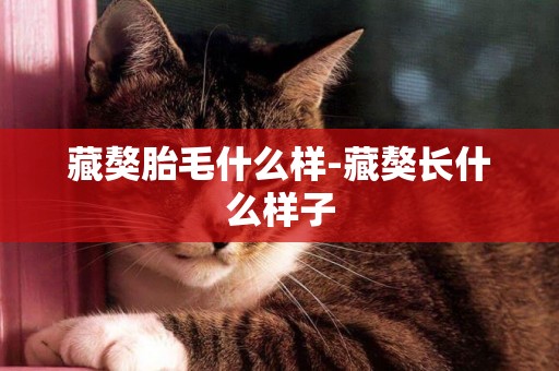 藏獒胎毛什么樣-藏獒長什么樣子