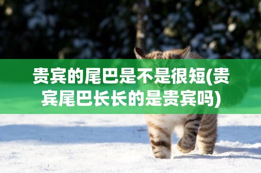 貴賓的尾巴是不是很短(貴賓尾巴長長的是貴賓嗎)