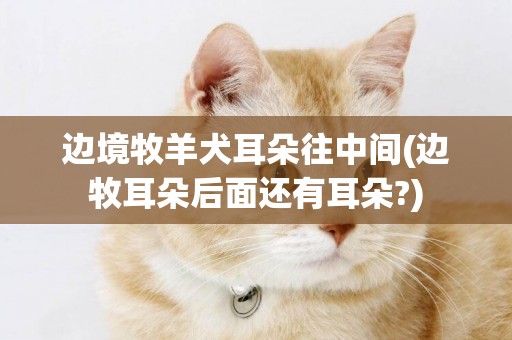 邊境牧羊犬耳朵往中間(邊牧耳朵后面還有耳朵?)