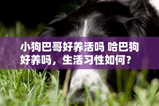 小狗巴哥好養活嗎 哈巴狗好養嗎，生活習性如何？ 