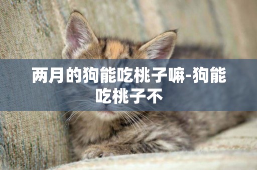 兩月的狗能吃桃子嘛-狗能吃桃子不