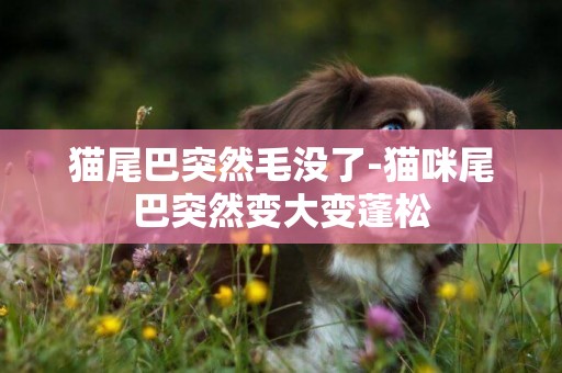 貓尾巴突然毛沒了-貓咪尾巴突然變大變蓬松