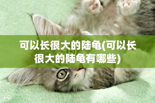 可以長很大的陸龜(可以長很大的陸龜有哪些)