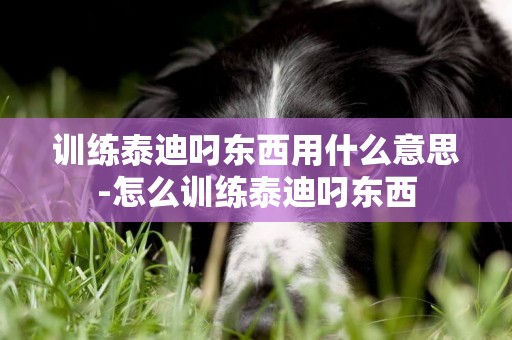 訓練泰迪叼東西用什么意思-怎么訓練泰迪叼東西