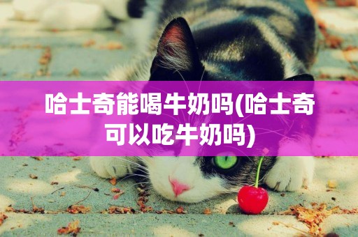 哈士奇能喝牛奶嗎(哈士奇可以吃牛奶嗎)