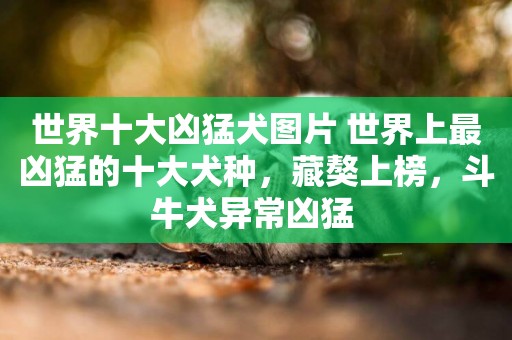 世界十大兇猛犬圖片 世界上最兇猛的十大犬種，藏獒上榜，斗牛犬異常兇猛 