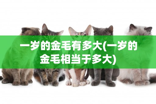 一歲的金毛有多大(一歲的金毛相當于多大)