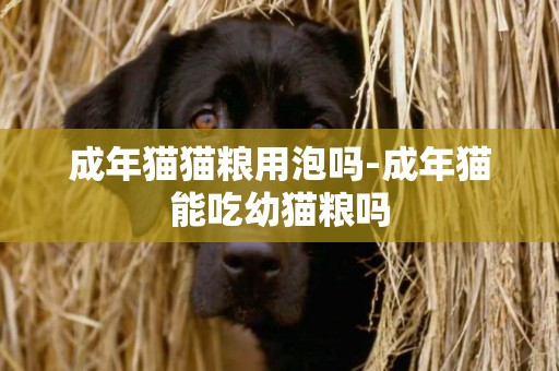 成年貓貓糧用泡嗎-成年貓能吃幼貓糧嗎