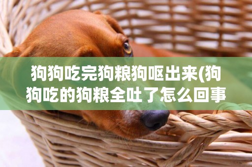 狗狗吃完狗糧狗嘔出來(狗狗吃的狗糧全吐了怎么回事)