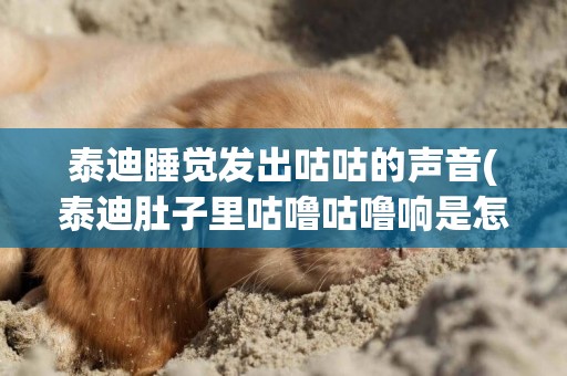 泰迪睡覺發出咕咕的聲音(泰迪肚子里咕嚕咕嚕響是怎么回事)