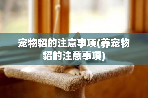 寵物貂的注意事項(養寵物貂的注意事項)