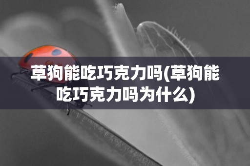 草狗能吃巧克力嗎(草狗能吃巧克力嗎為什么)