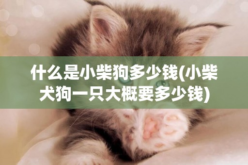 什么是小柴狗多少錢(小柴犬狗一只大概要多少錢)