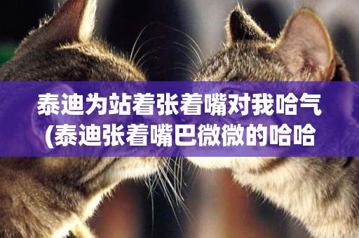 泰迪為站著張著嘴對我哈氣(泰迪張著嘴巴微微的哈哈哈叫)