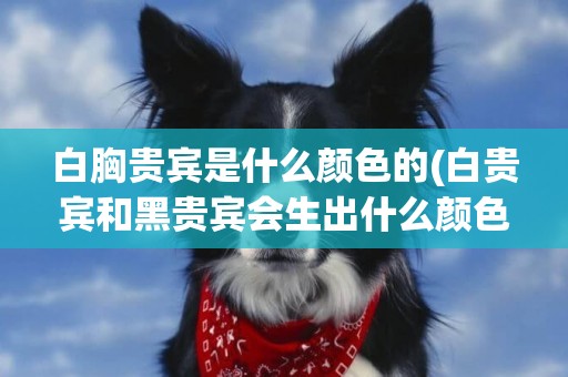 白胸貴賓是什么顏色的(白貴賓和黑貴賓會生出什么顏色)