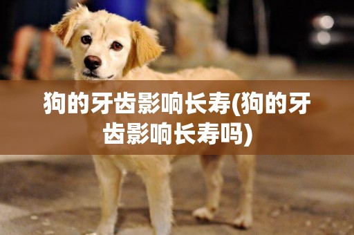 狗的牙齒影響長壽(狗的牙齒影響長壽嗎)