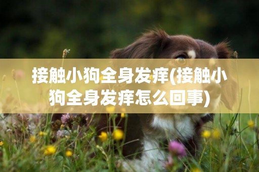 接觸小狗全身發癢(接觸小狗全身發癢怎么回事)