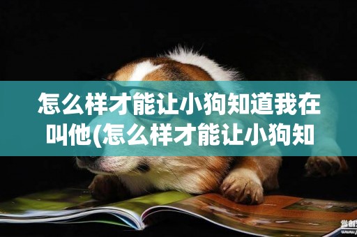 怎么樣才能讓小狗知道我在叫他(怎么樣才能讓小狗知道我在叫他呢)