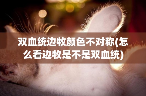 雙血統邊牧顏色不對稱(怎么看邊牧是不是雙血統)